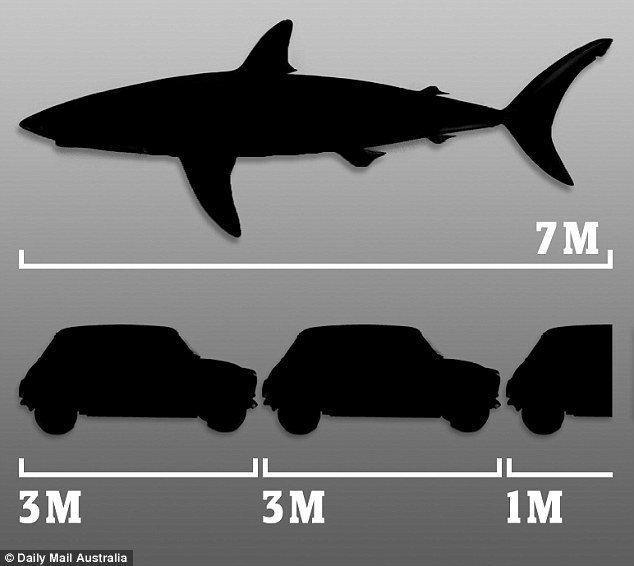 A 7-metre shark is the same length as two-and-a-half cars