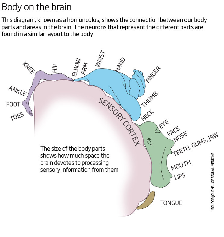 map body parts brain