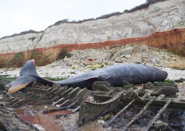 The dead sperm whale washed up on the beach at Hunstanton. 