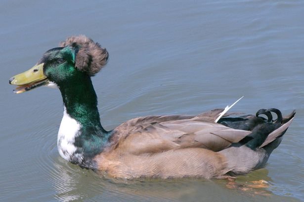 Click to enlarge Malformed mallard