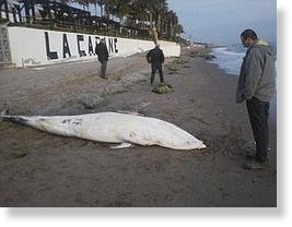 Dead whale calf found on beach at La Cabane