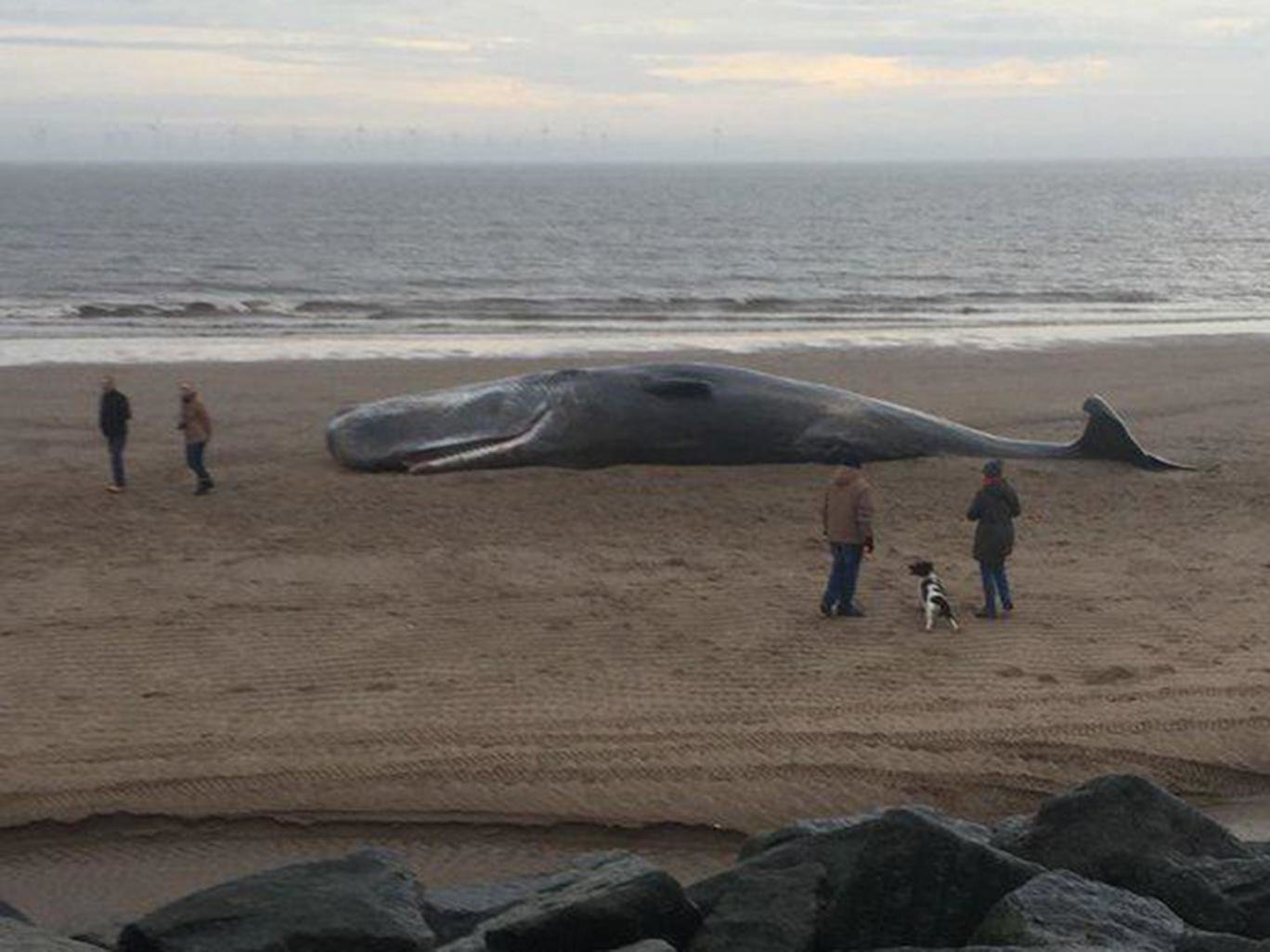 Click to enlarge Dead sperm whale
