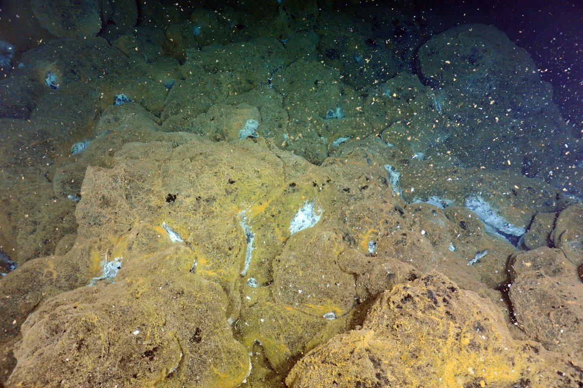 Axial Seamount bacterial mats