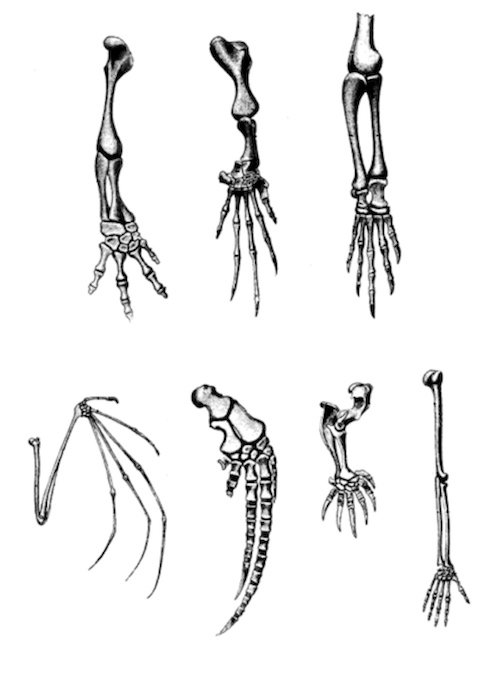bone limbs