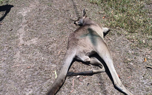 Kangaroo with tire tracks