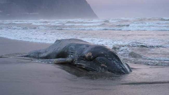This dead whale washed up on the beach in Seaside on Sunday. 
