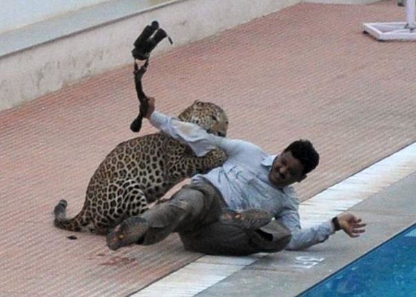 The leopard attacking Sanjay Gubbi, a wildlife conservationist.