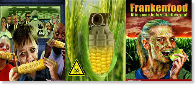 Gmo Corn Vs Organic Gmo Corn Vs Organic