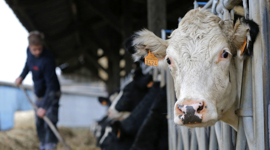 Click to enlarge French cow