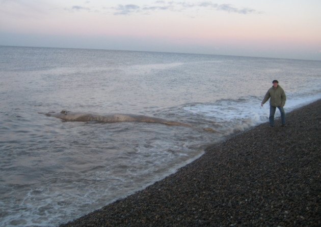 The dead creature, at first thought to be a giant squid, rolling in the surf at Weybourne. 
