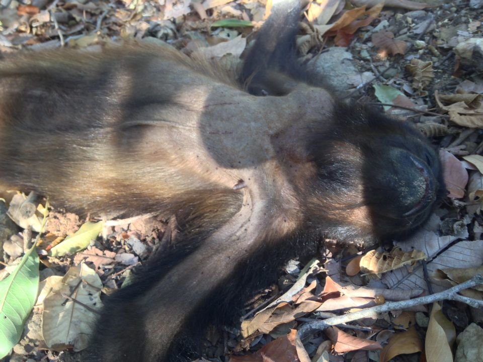 A dead howler monkey found in the woods in southern Nicaragua.