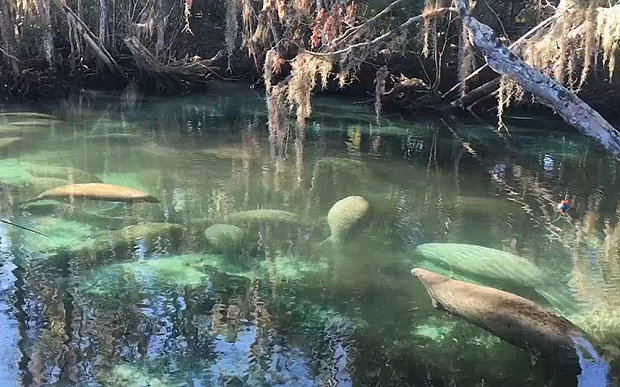 Click to enlarge Hundreds of manatees swim in the warmer spring water