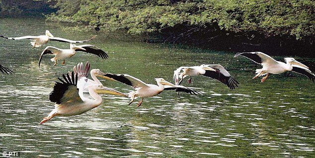 Delhi's bird watchers have noticed significant changes in the behaviour of migratory birds this season