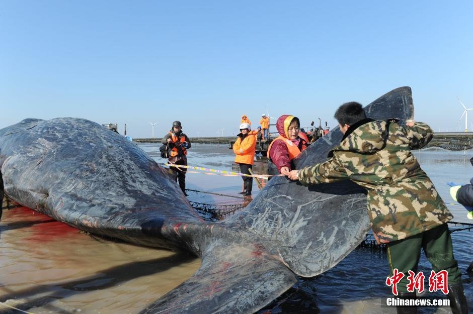 Authorities and experts measured the giant carcasses 