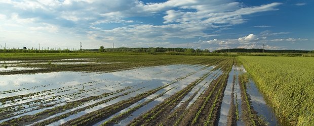 Click to enlarge Flooded field