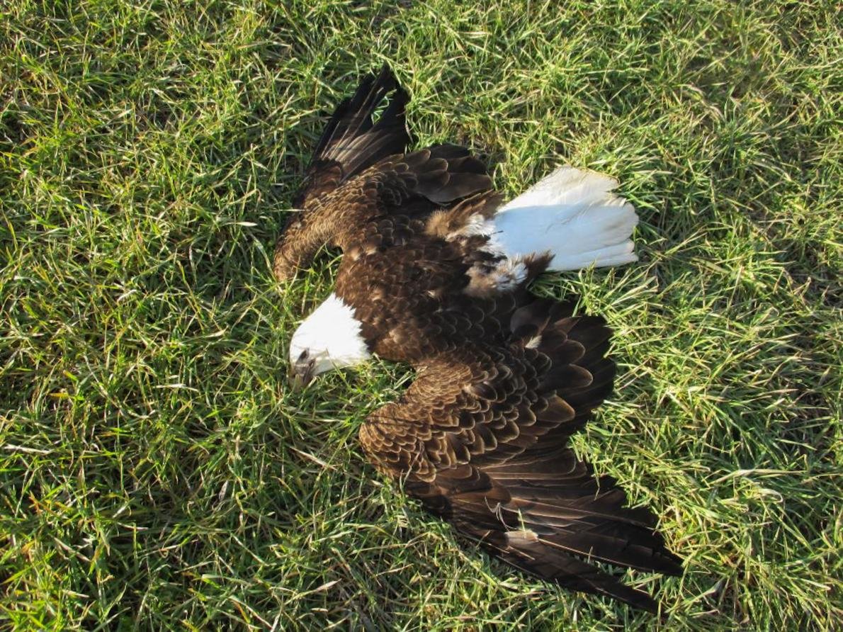 Dead blad eagle