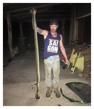 Click to enlarge Carpet python