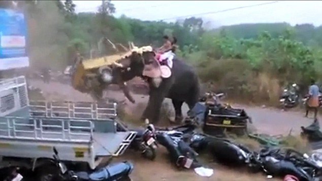  Elephant picking up vehicles and smashing them. 