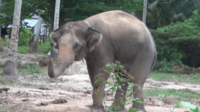 Twelve-year-old bull elephant 