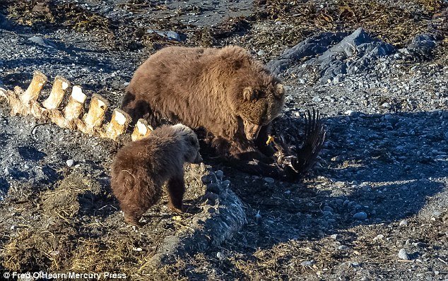 The cub even wandered over to make sure the eagle who was eyeing up his dinner was no longer a threat 