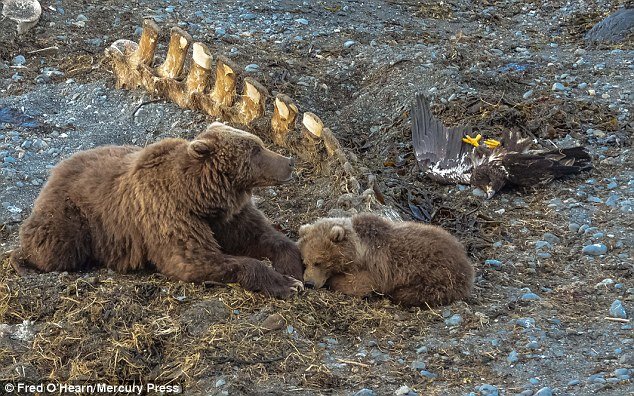 The eagle was left on the floor with a broken back and unable to fly while the two bears enjoyed a nap 