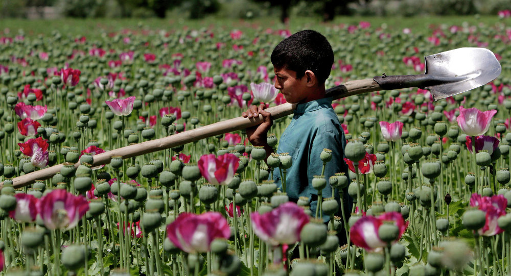 Afghanistan opium production