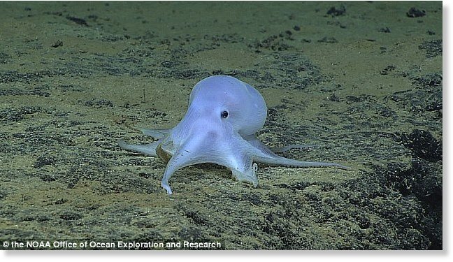 New species of octopus is discovered 4,000m under the sea ...
