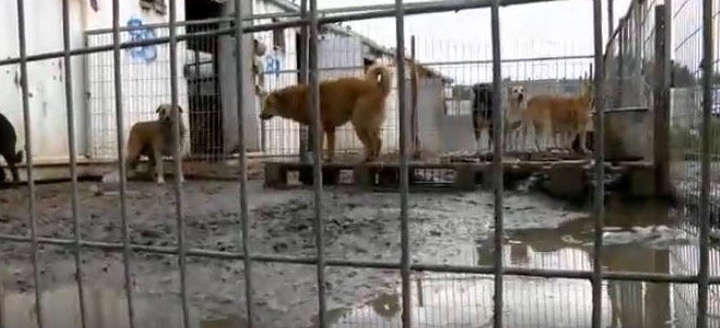 Click to enlarge Dog shelter