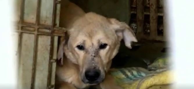 Click to enlarge dog shelter