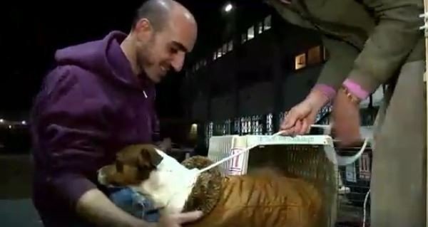 Click to enlarge dog shelter