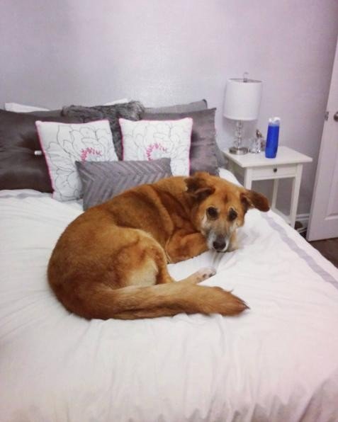 Click to enlarge dog shelter