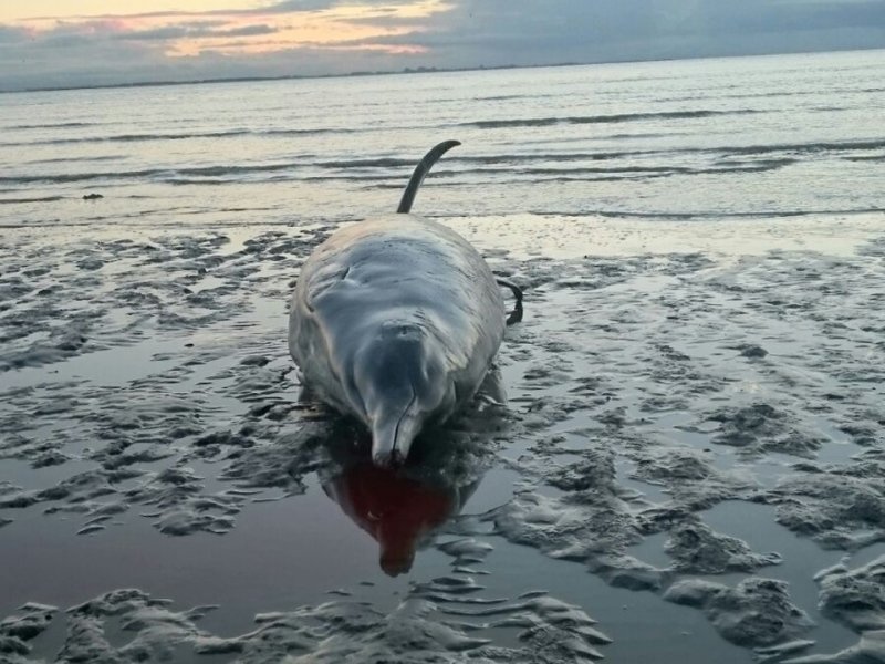 Dead beaked whale 