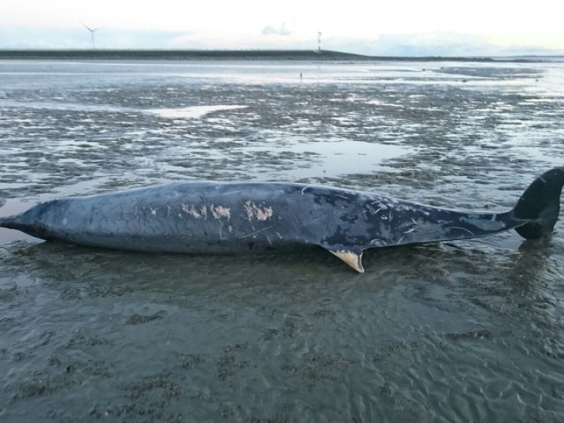 Dead beaked whale 