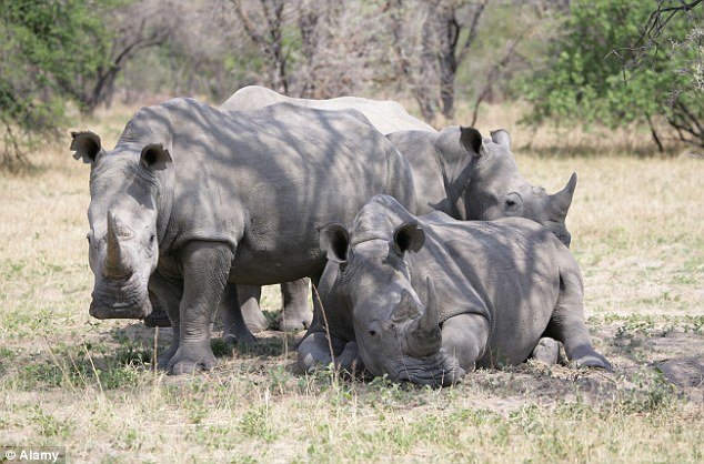 A report from the International Union for Conservation of Nature (IUCN) revealed that at least 1,338 rhinos (stock image) were murdered across Africa in the past year. 