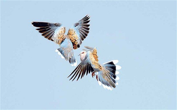 Two European turtledoves, whose numbers are plummeting across the Mediterranean.
