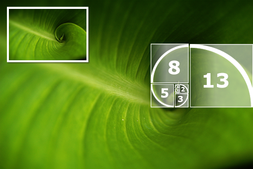 Fibonacci growth in plant