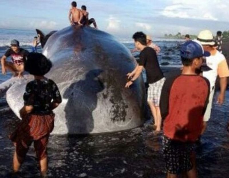 Dead sperm whale in Bali