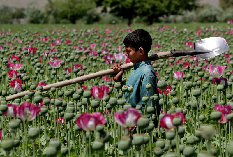 An Afghan boy walks through a poppy field in Khogyani district of Jalalabad east of Kabul, Afghanistan