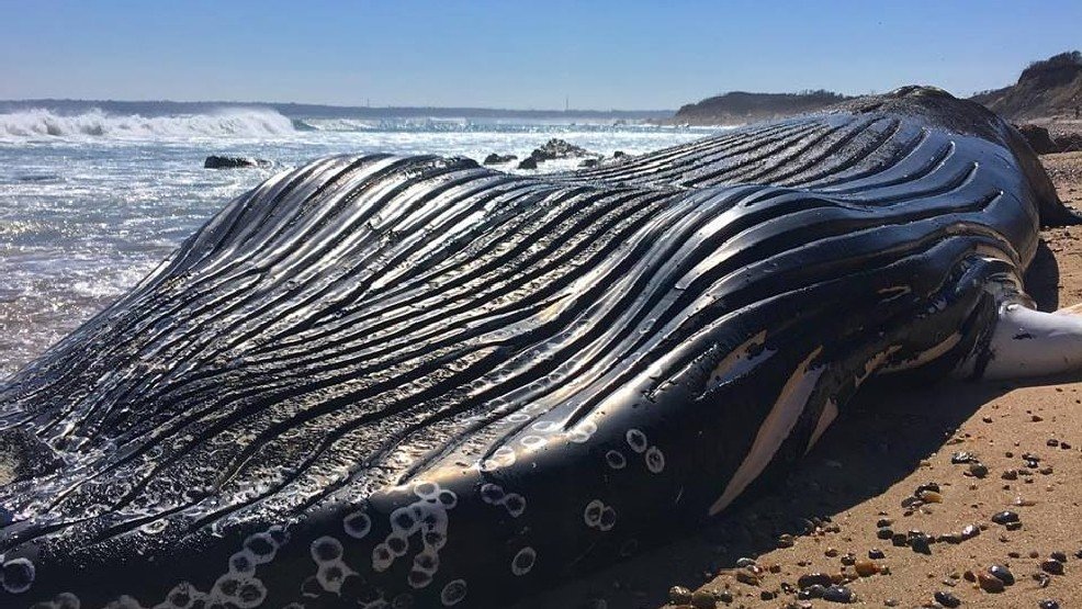 Young humpback whale washes up dead on Block Island 