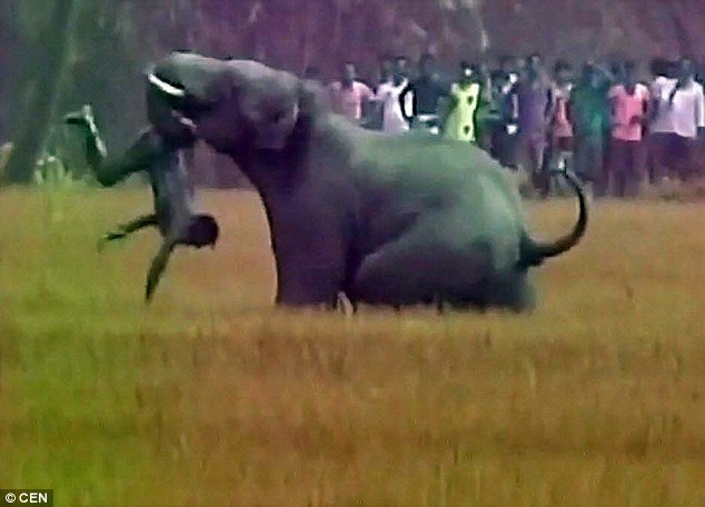 Video shows Mr Boyra being trampled by the elephant on his land near Baghasole village, West Bengal  