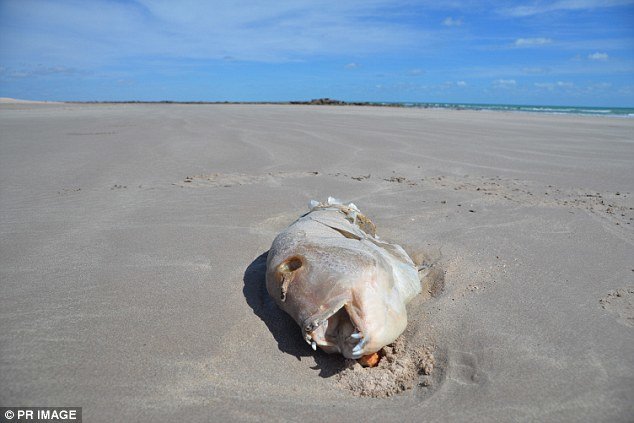An estimated 17,500 fish have died (pictured) in what is believed to be a naturally occurring fish kill in the Kimberly region, in Western Australia’s far north  