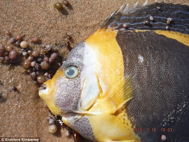 A Department of Fisheries spokesman said the fish kill had affected mainly small fish (pictured), with less than three per cent recorded at more than 30cm long  