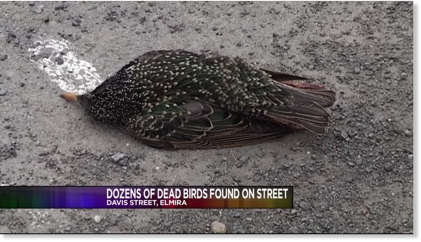 Dozens of dead birds found on street in Elmira, New York ...
