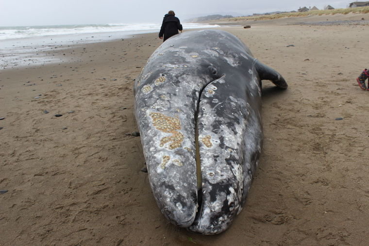 Dead Gray Whale