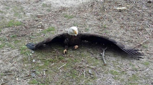 This eagle was one of five found dead or dying in Delaware this month, after apparently being poisoned. 