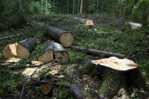 Click to enlarge Logging