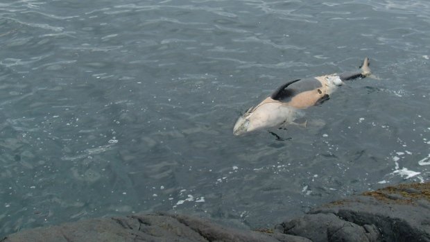 A dead killer whale calf floats in the water near Sooke, B.C. 