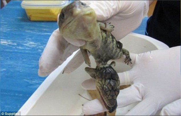 Jo would have been forgiven for thinking she was seeing double when she discovered a two-headed, four-armed lizard in her backyard, whose mother had just abandoned it moments after birth.