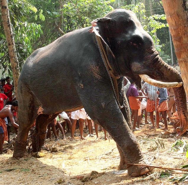 The elephant that was chained by local people after it killed its mahout at Pulamanthole on Tuesday.