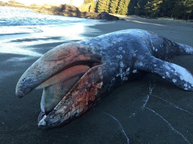 A grey whale washed up on the beach near Tofino